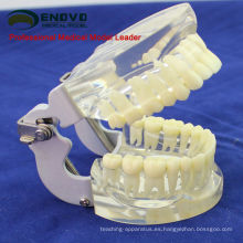 DENTAL12 (12572) Modelo de mandíbula transparente con dientes para auto cepillarse Educaion